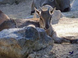 Tiergarten Schönbrunn am 03.10.2025
